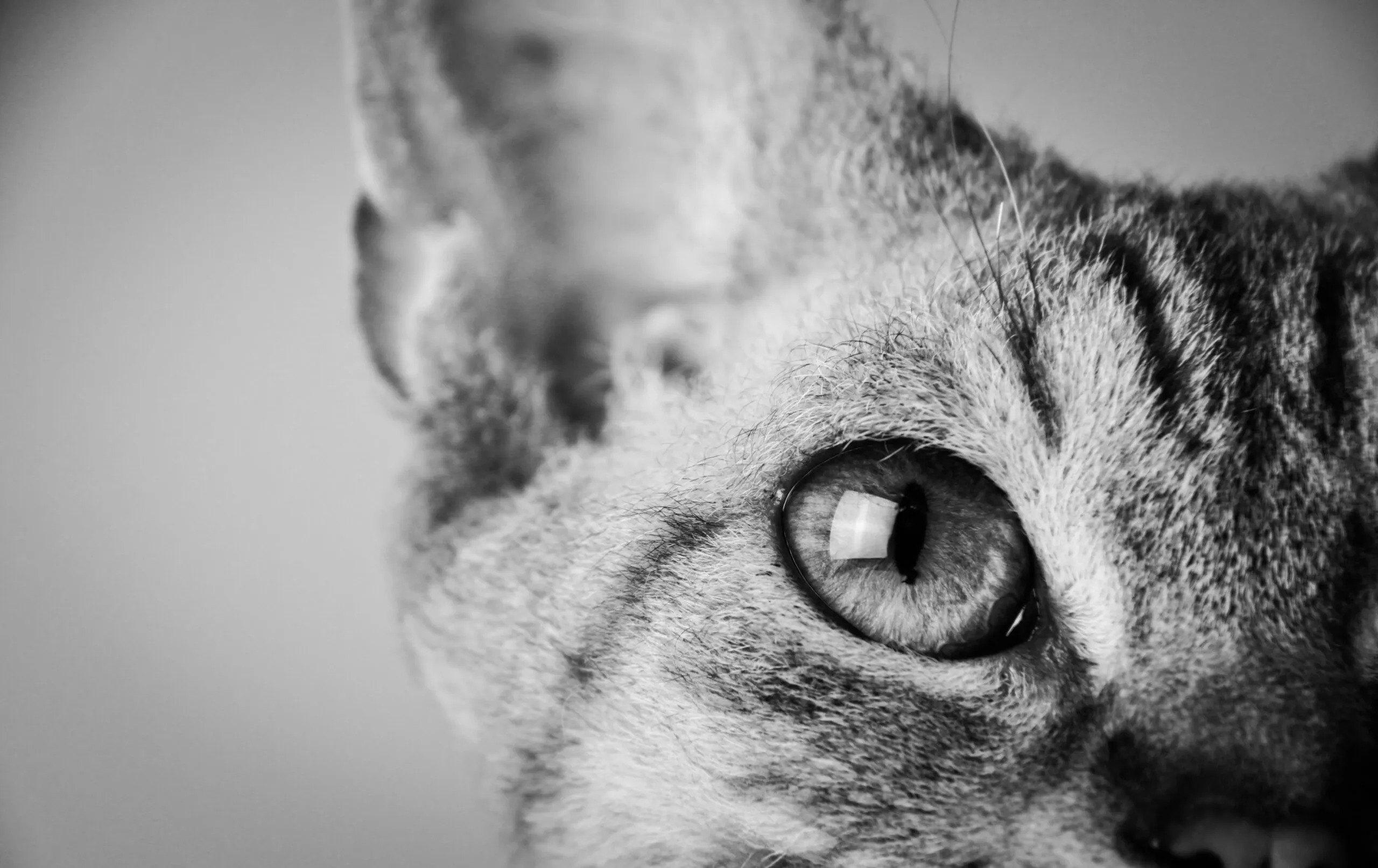 Black and white tabby cat close-up