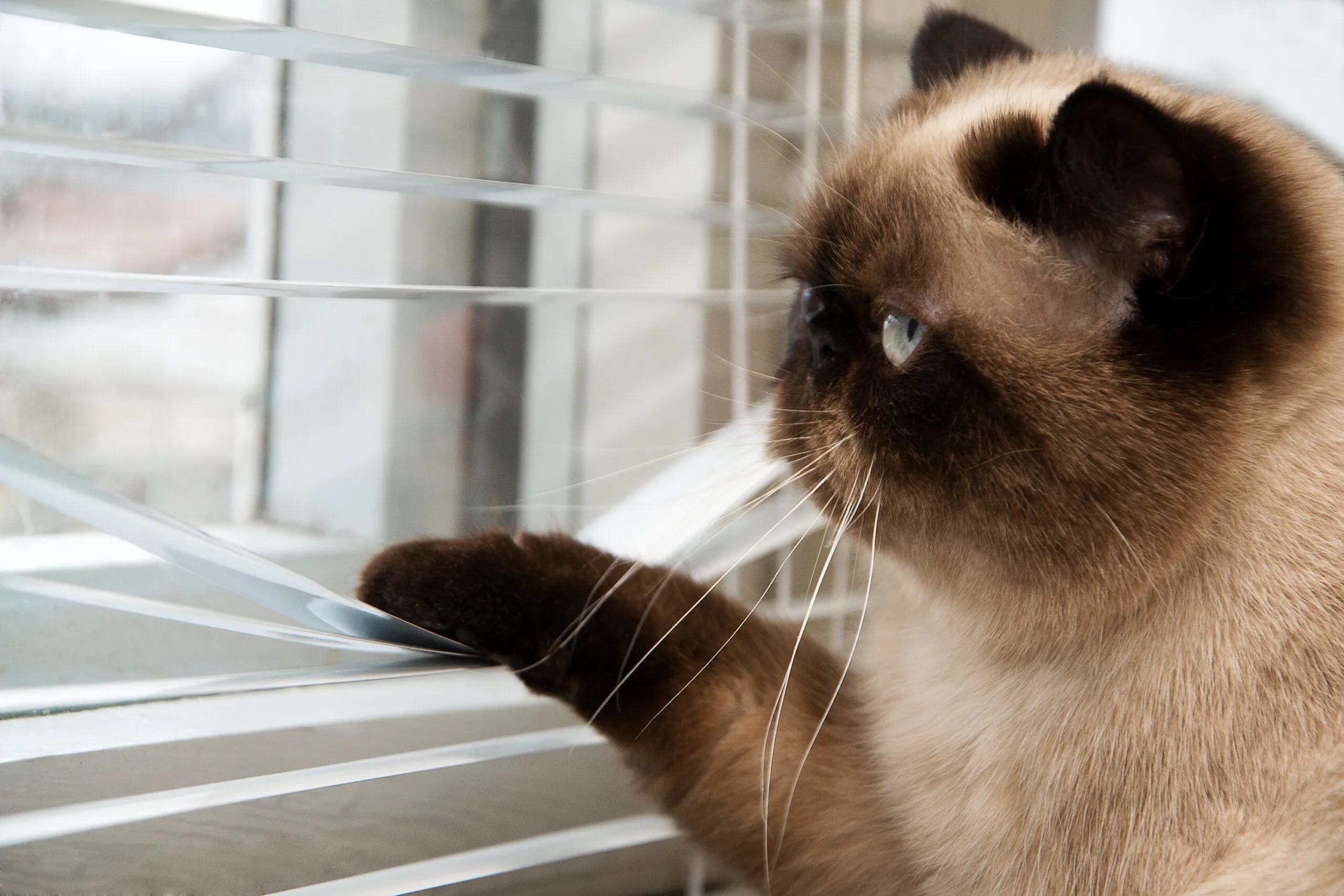 Cat looking out window — At Home Veterinary Services