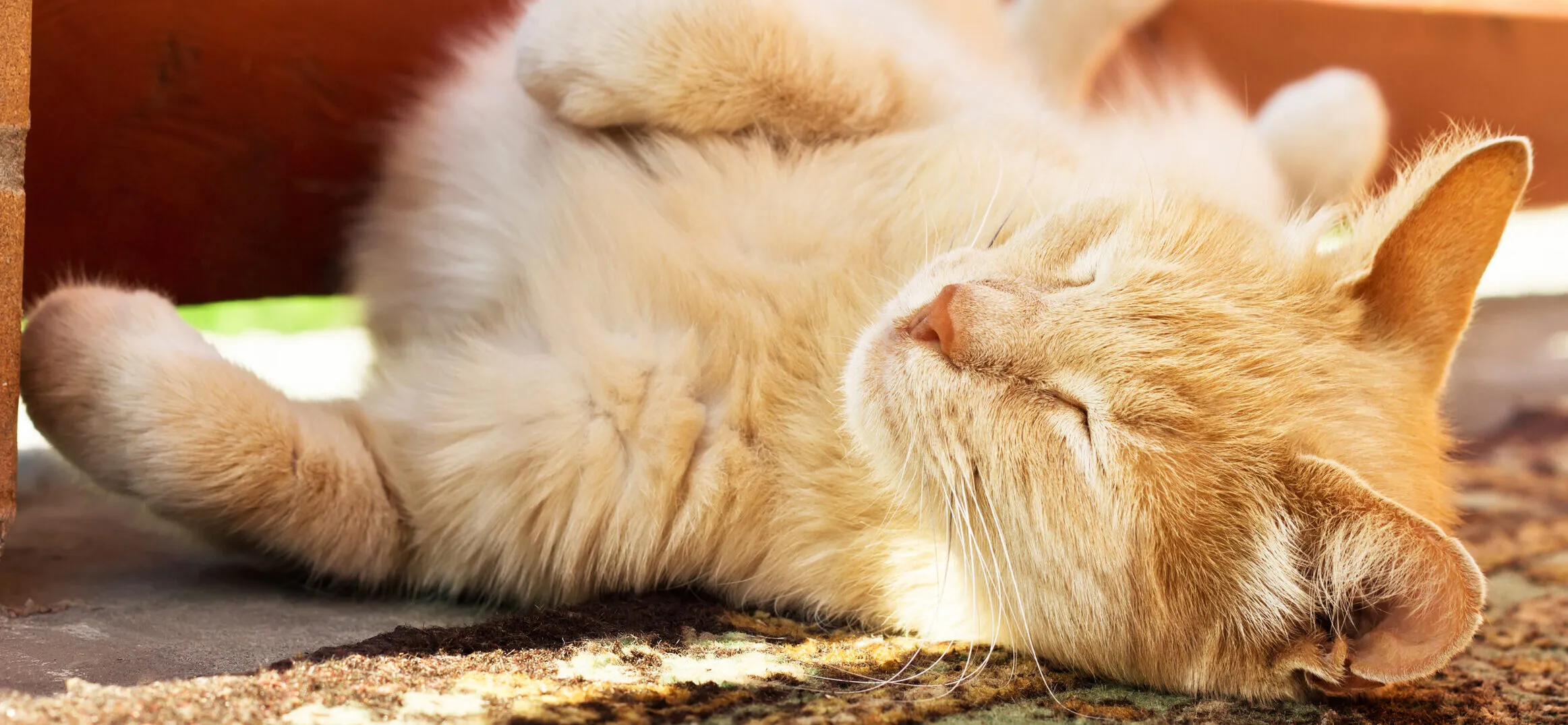 Orange cat resting on carpet at home