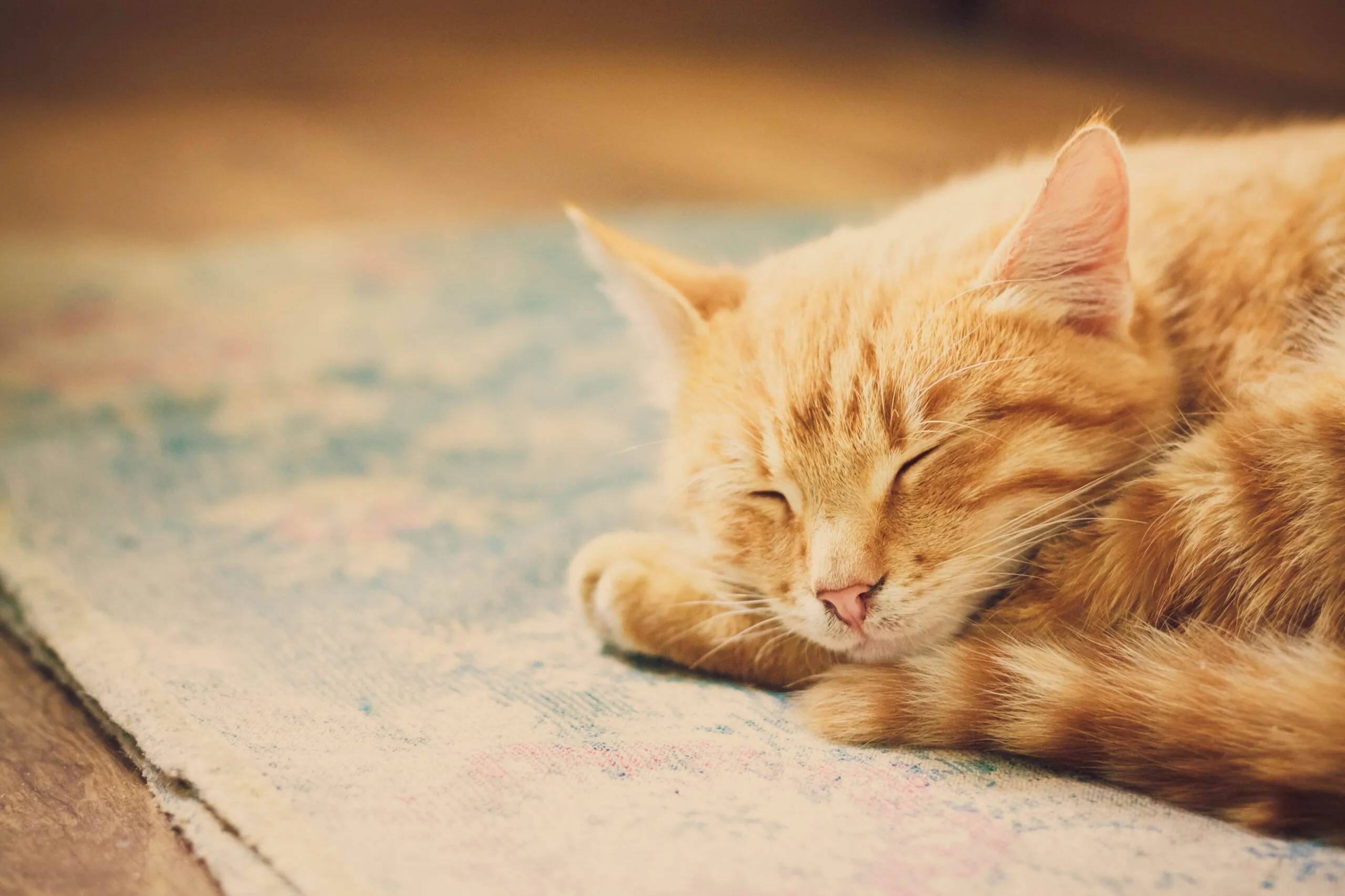Orange kitten sleeping peacefully at home